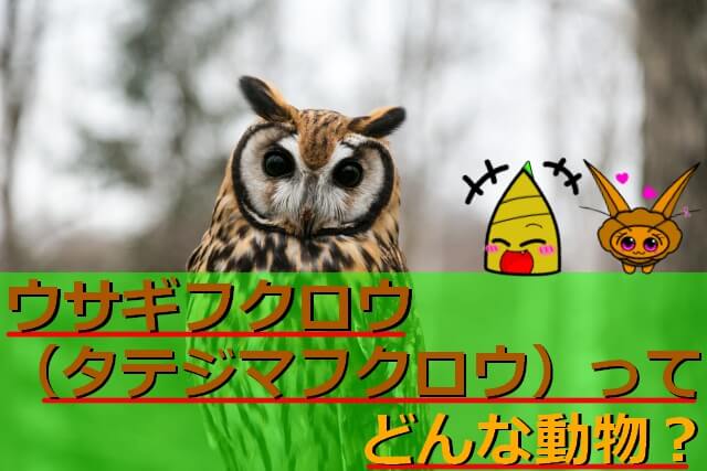 ウサギフクロウ(タテジマフクロウ)の生態を解説！名前の由来や寿命・値段など詳しく紹介！　サムネイル画像